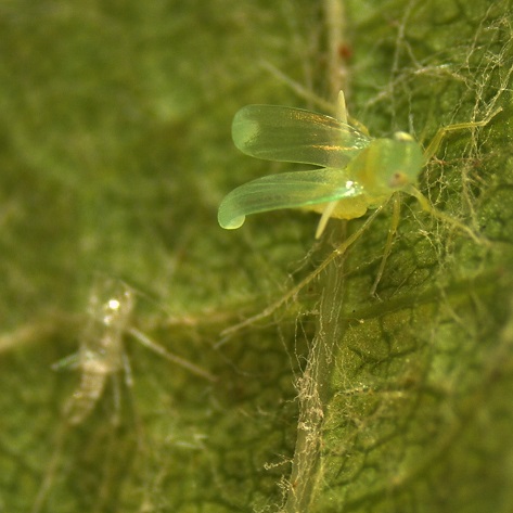 Leafhopper